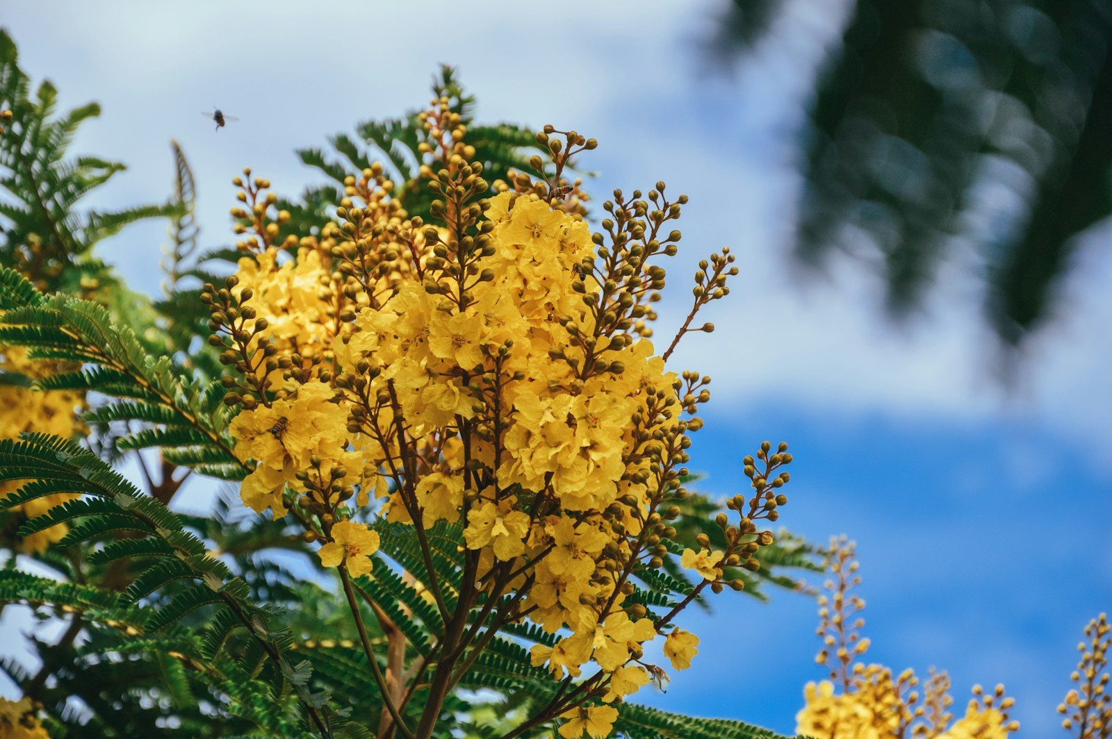 Florais de Minas